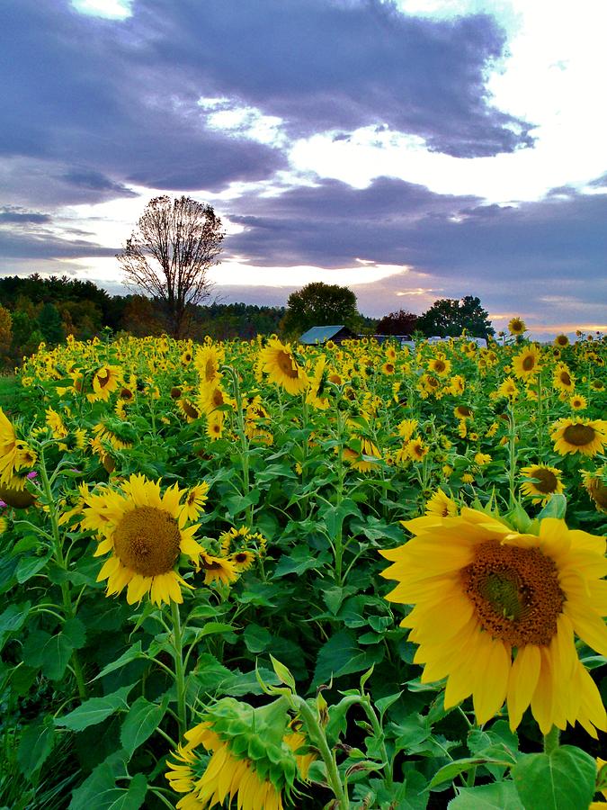 Sunflowers at Sunset Photograph by Hominy Valley Photography