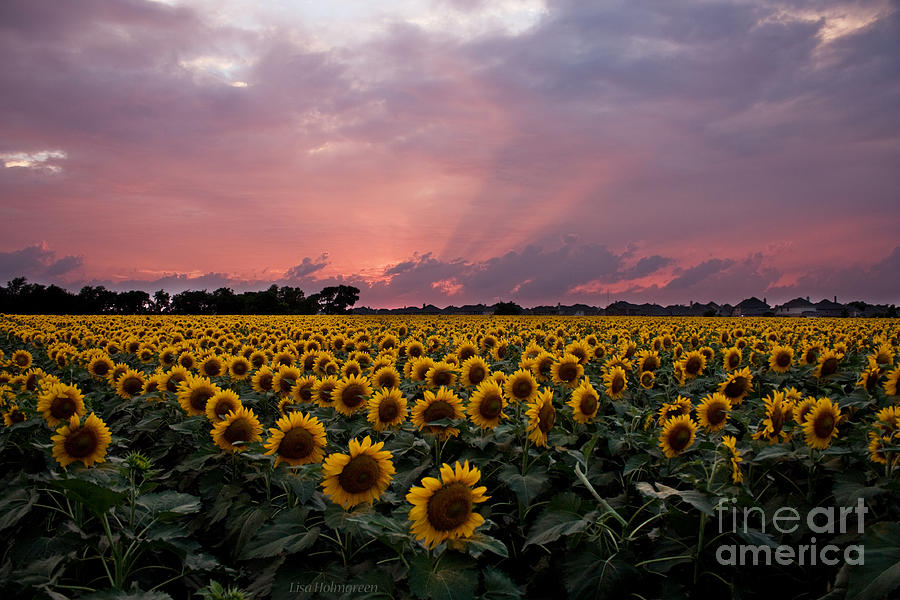 Sunflowers at Sunset Photograph by Lisa Porier