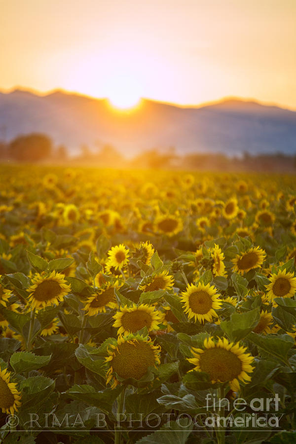 Sunflower Photograph - Sunflowers at sunset by Rima Biswas