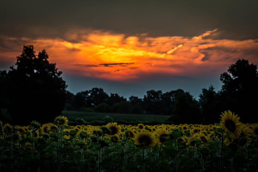 Sunflowers at Sunset Photograph by Sara Frank