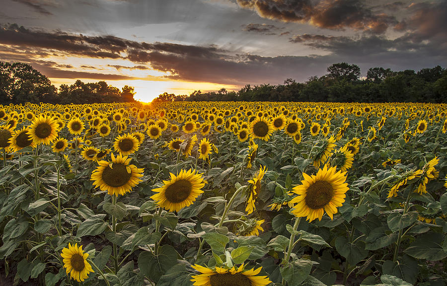 Sunflowers at Sunset Photograph by Valerie Brown