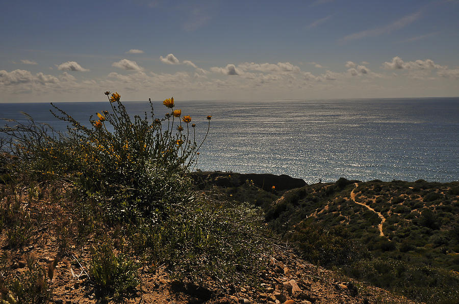 Sunflowers at Torrey Pines Photograph by Lee Kirchhevel