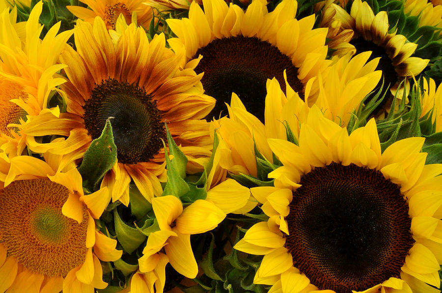 Sunflowers at Union Square Farmers Market Photograph by Diane Lent
