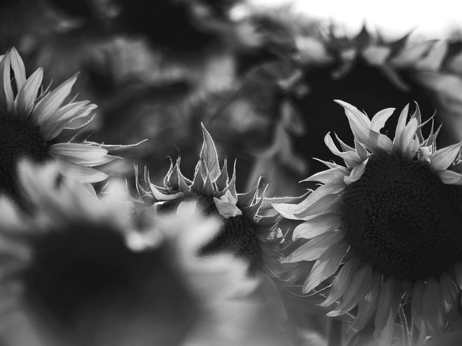 Sunflowers b/w Photograph by Robin Nations - Fine Art America