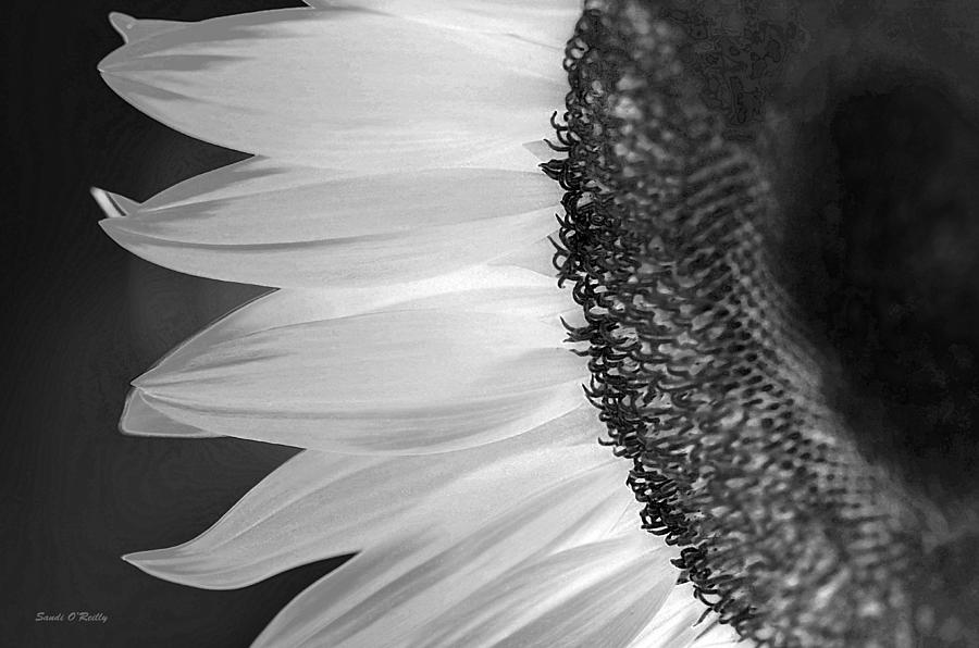 Sunflowers Beauty Black and White Photograph by Sandi OReilly