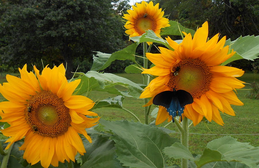 Sunflowers Bees and Butterfly Photograph by Diannah Lynch