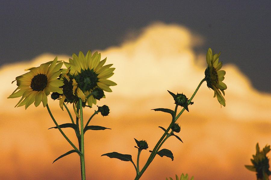Sunflower Photograph - Sunflowers Before The Storm by H L Fahnestock