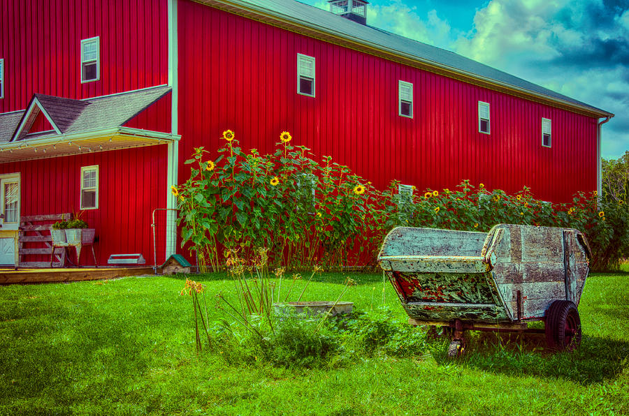 Sunflowers Beside A Big Red Barn Photograph by Gene Sherrill