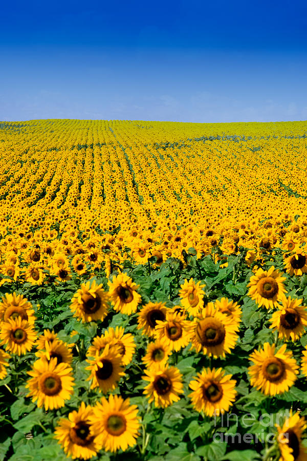Sunflowers Photograph by Bill Bachmann