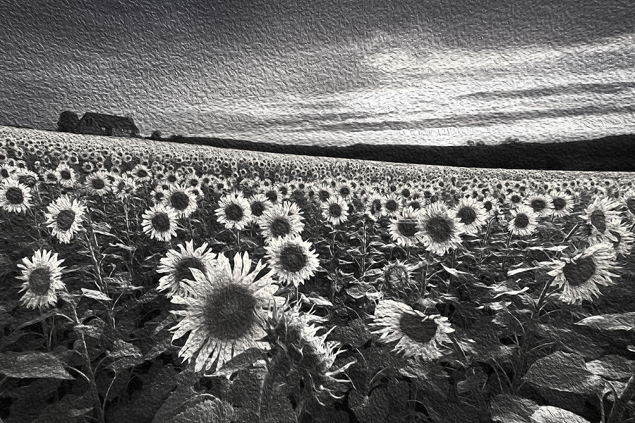 Barn Photograph - Sunflowers Black and White by Debra and Dave Vanderlaan