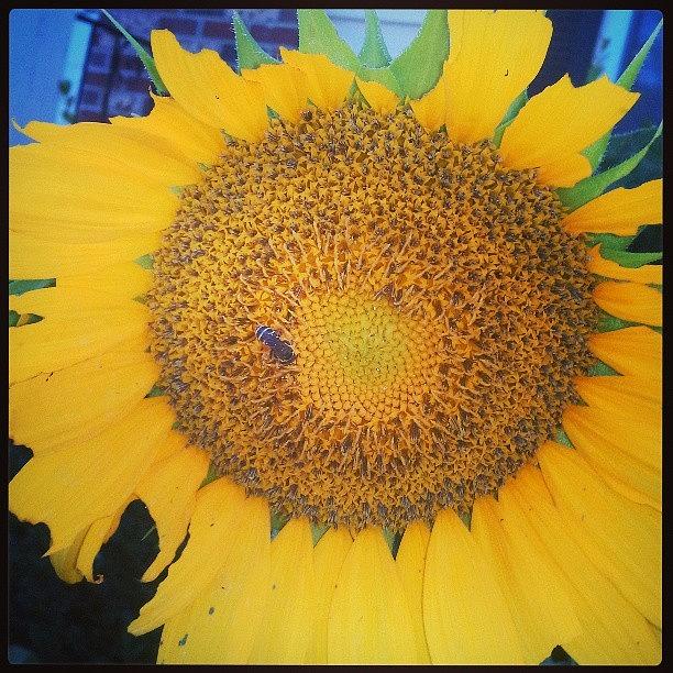 Nature Photograph - Sunflowers Bloomed =] by Carly Angel Love