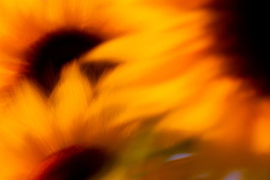 Sunflower Photograph - Sunflowers blowing in the wind by Kunal Mehra