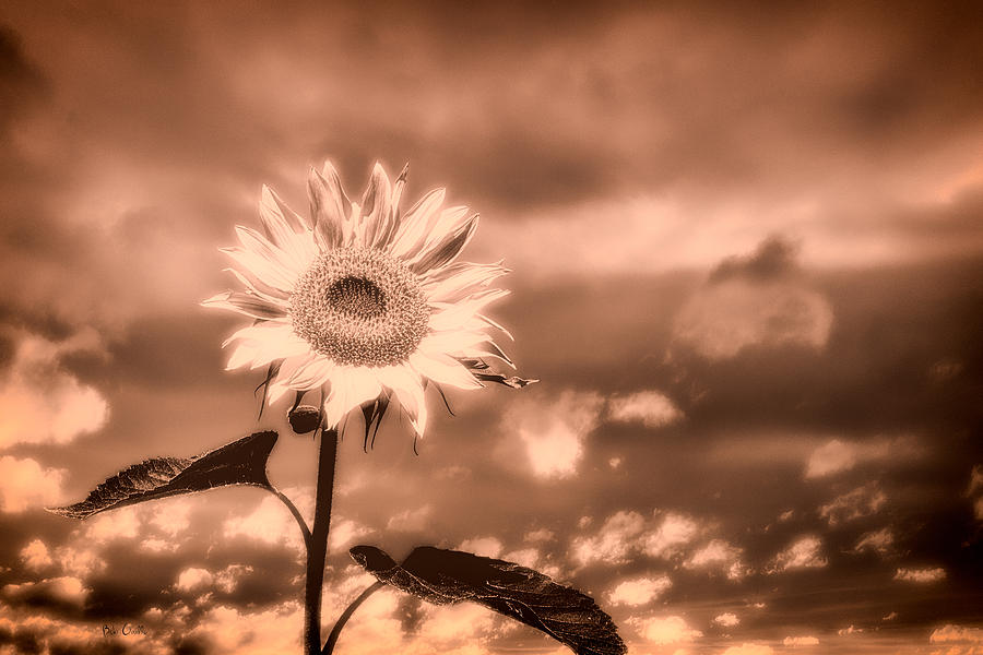 Sunflowers Photograph by Bob Orsillo