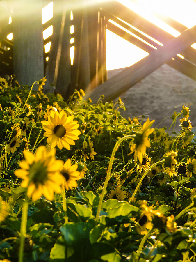 Summer Photograph - Sunflowers by the Pier by Cheryl LaPrade