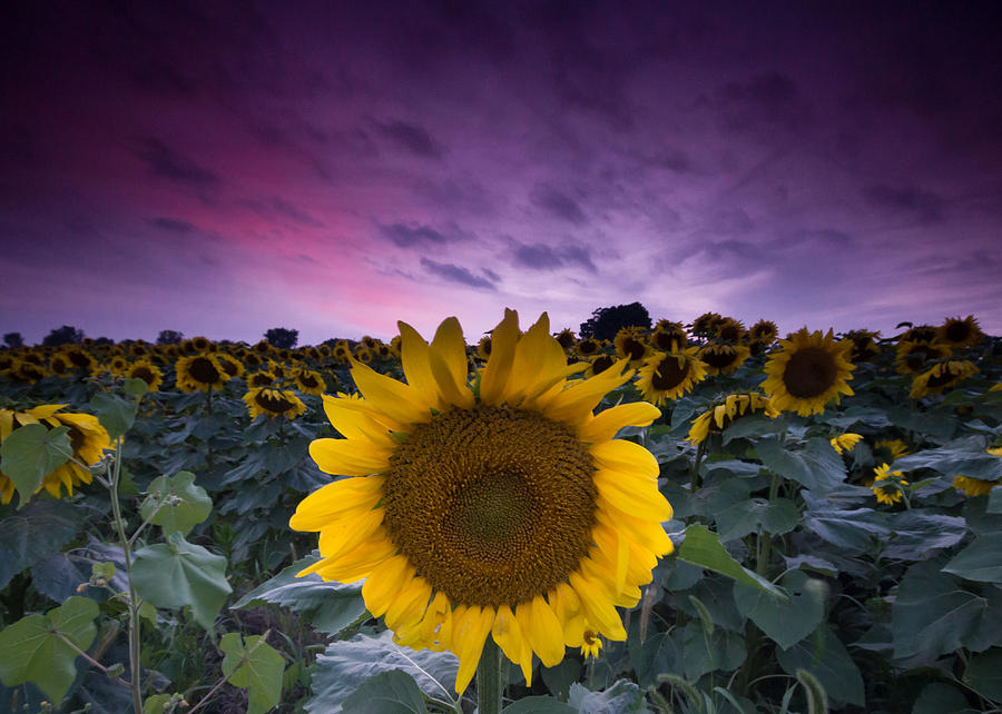 Sunflowers Photograph by Cale Best