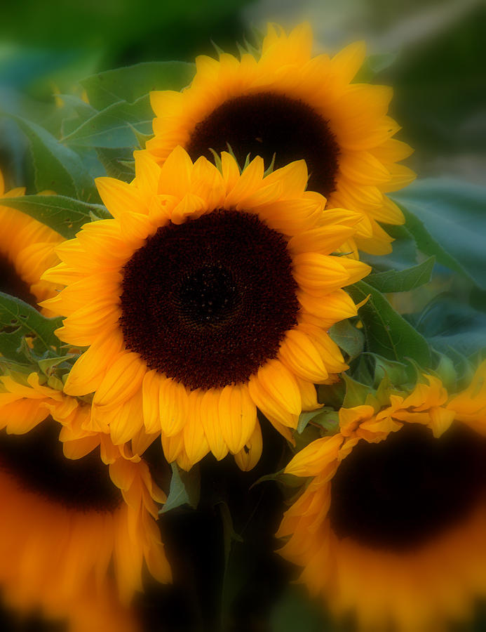 Sunflowers Photograph by Caroline Stella