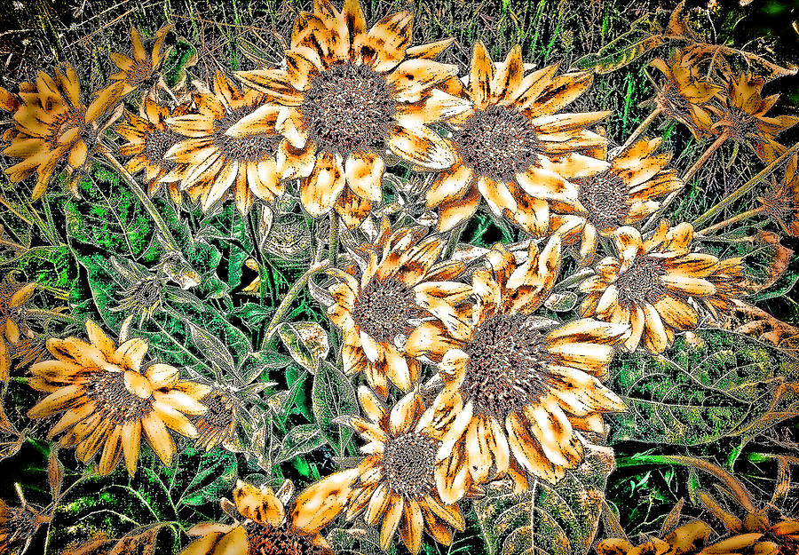 Sunflowers Digital Art by Cathy Anderson