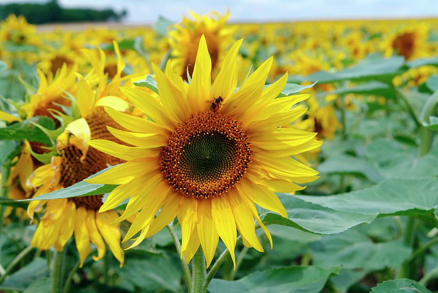 Sunflower Photograph - Sunflowers by Cc Studio/science Photo Library