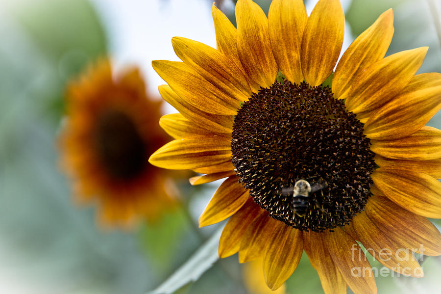 Sunflowers Photograph by Cheryl Baxter