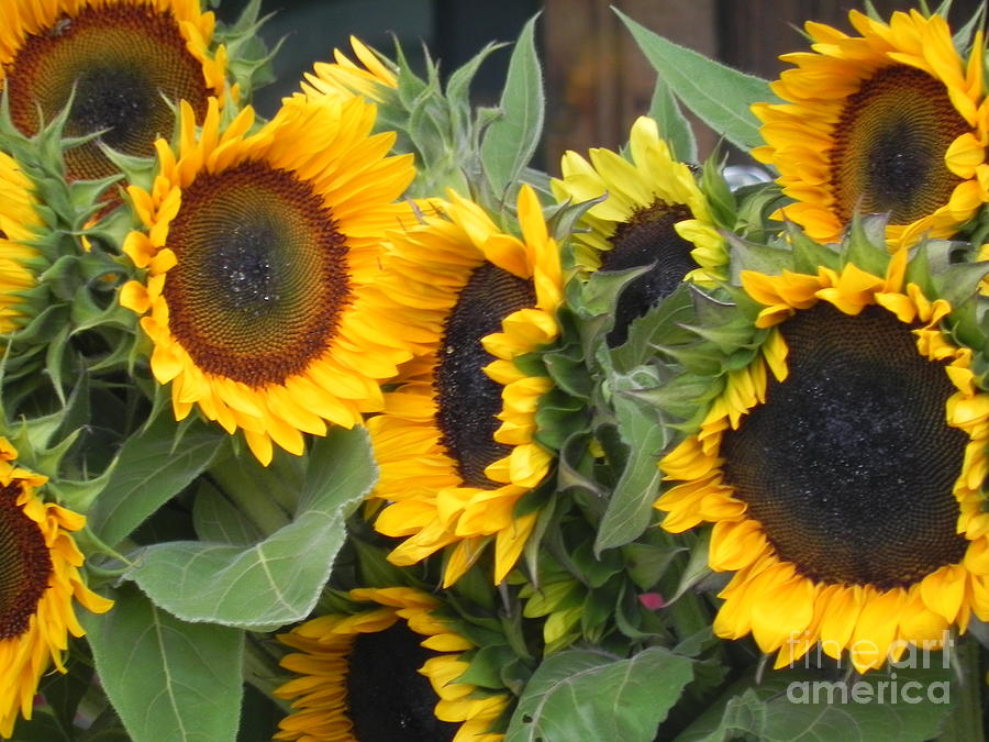 Flower Photograph - Sunflowers  by Chrisann Ellis