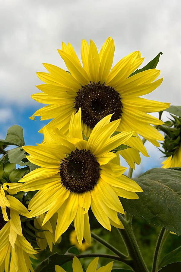 Sunflowers Photograph by Chuck De La Rosa
