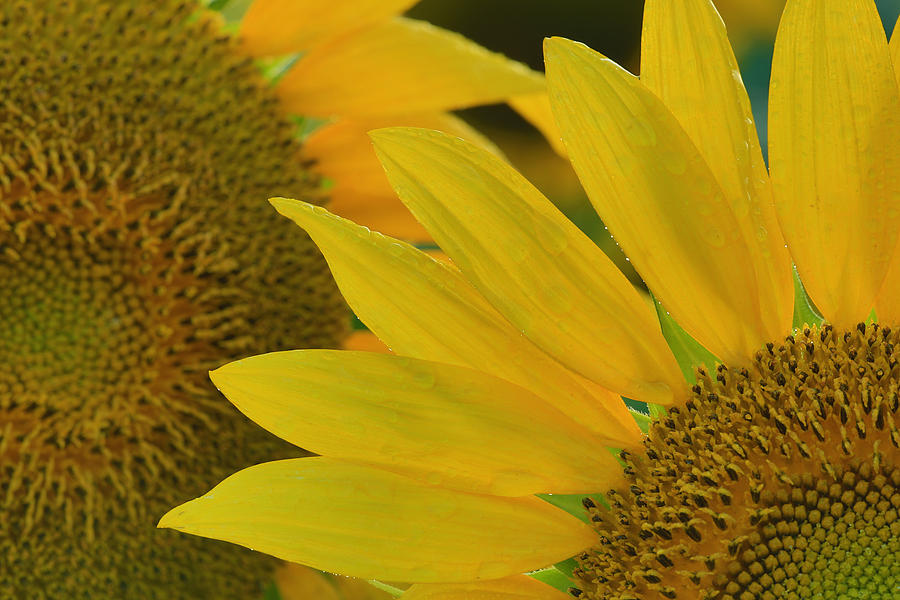 Sunflowers closeup Photograph by Jack Nevitt