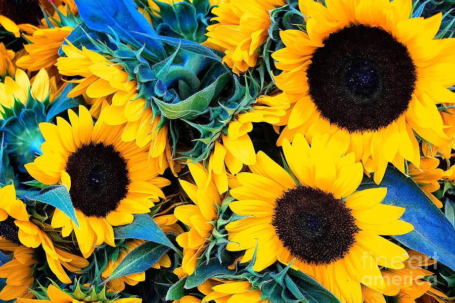Sunflowers Photograph by Colleen Kammerer