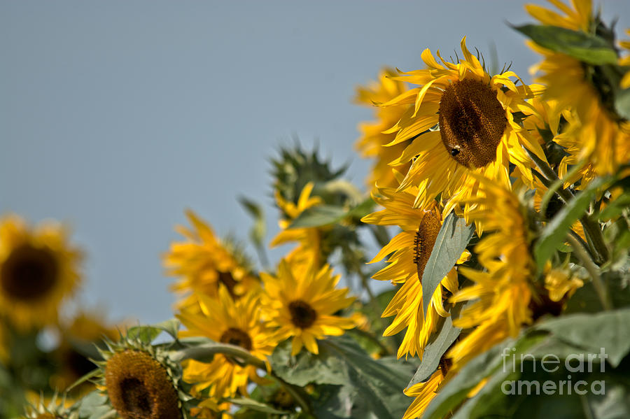 Sunflowers Congregating Photograph by Cheryl Baxter