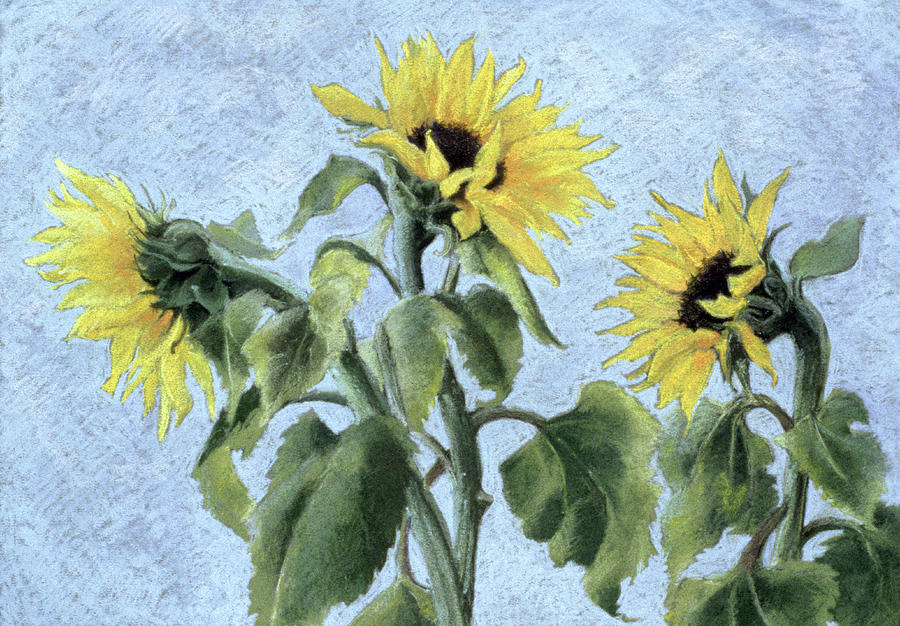 Sunflowers   Pastel Pastel by Cristiana Angelini