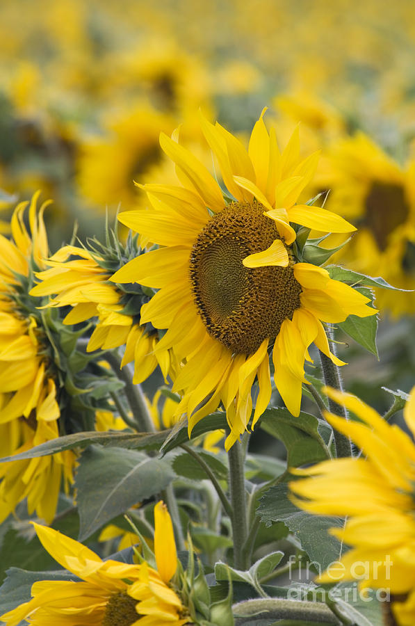 Sunflowers - D008561 Photograph