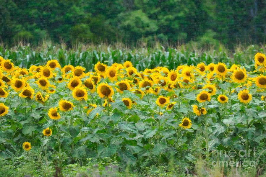 Sunflowers Photograph by Dale Powell