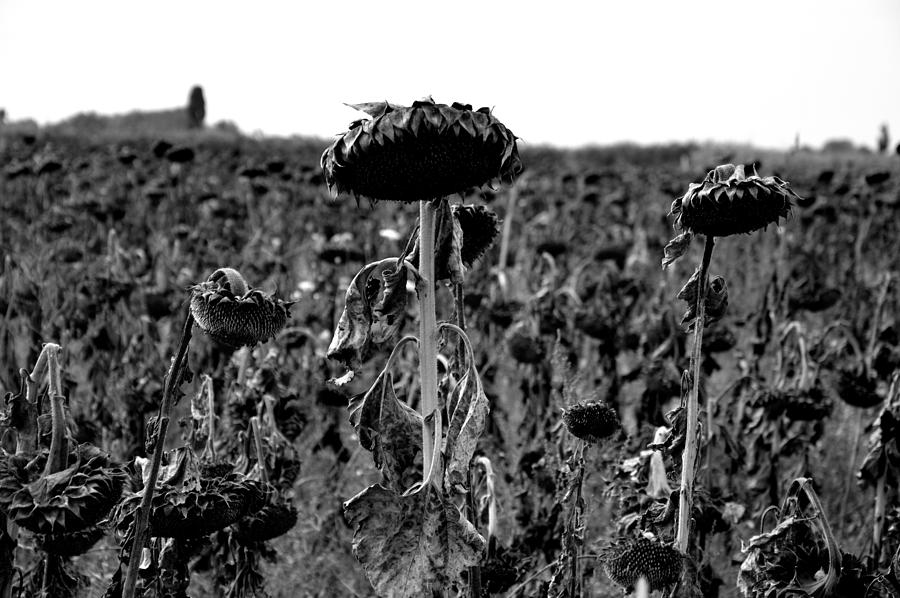 Sunflower Photograph - Sunflowers  by Daniele Fedi