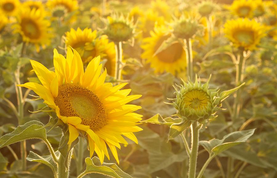 Sunflowers Photograph by David Quinn