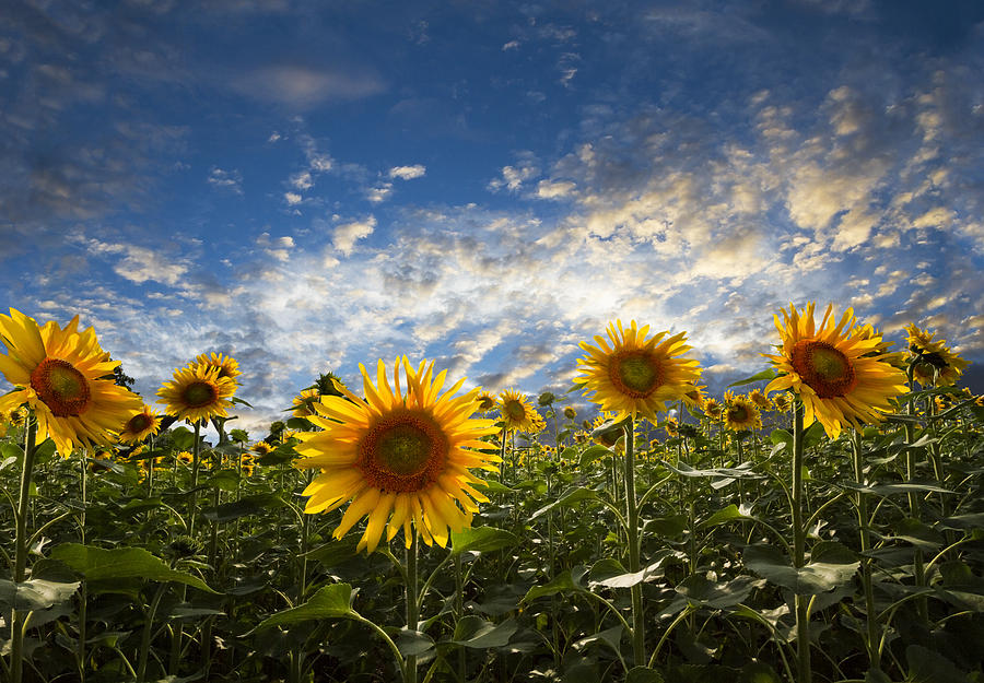 Mountain Photograph - Sunflowers by Debra and Dave Vanderlaan