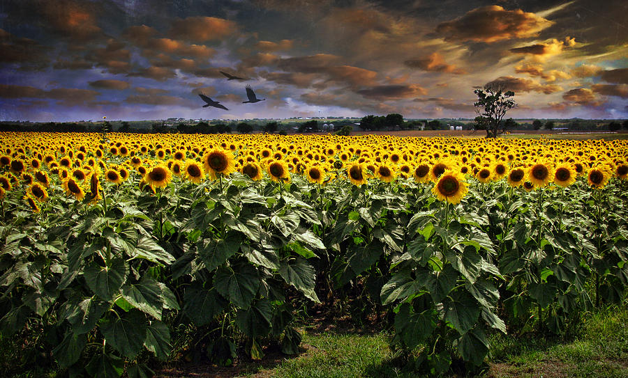 Sunflowers Photograph by Deon Grandon