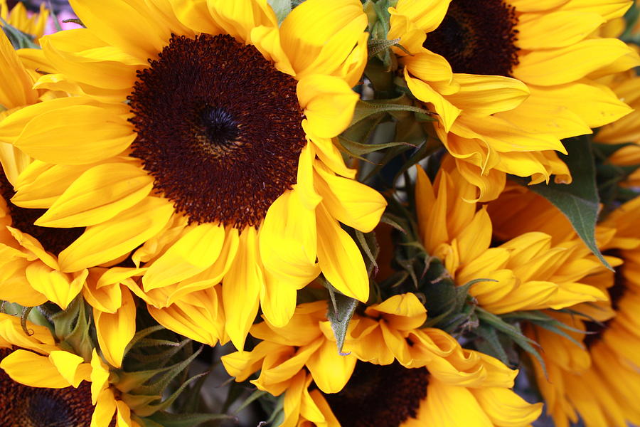 Sunflowers Photograph by Dora Sofia Caputo | Fine Art America