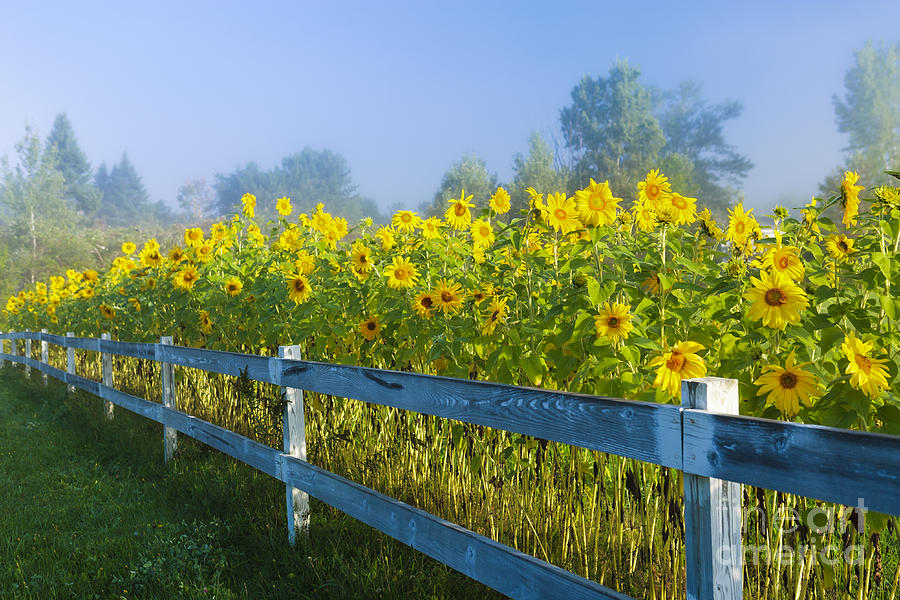 Nature Photograph - Sunflowers during an early morning fog. by Don Landwehrle