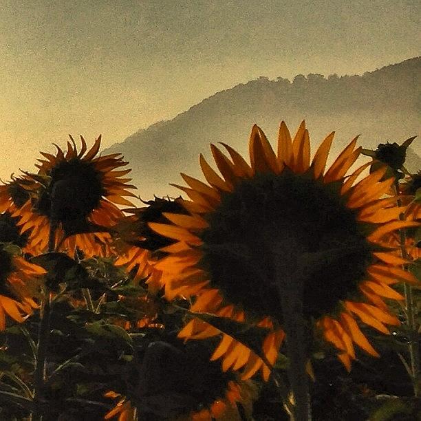 Sunflowers. Early Morning Photograph by Urs Steiner