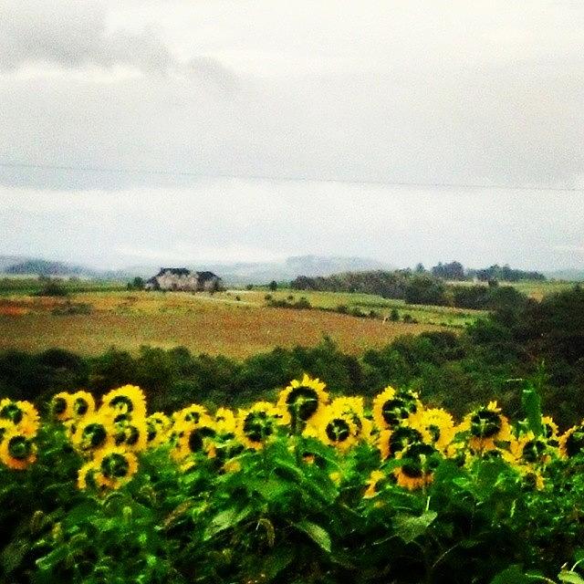 Precious Photograph - Sunflowers Enjoying The View #pa by Tyson Kinnison