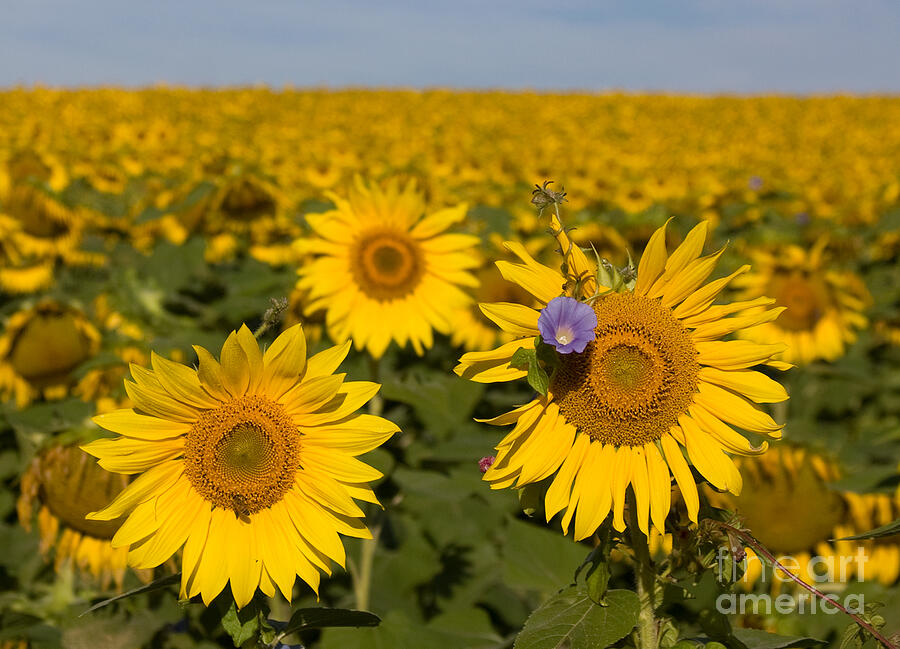 Sunflower Photograph - Sunflowers Field by Chris Scroggins
