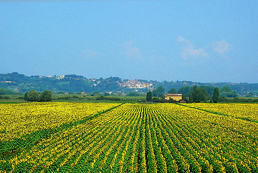Sunflowers Field of Tuscany Italy Photograph by Irina Sztukowski