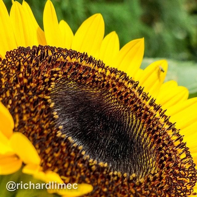 Sunflower Photograph - Sunflowers Florets. #flower by Richard Lim