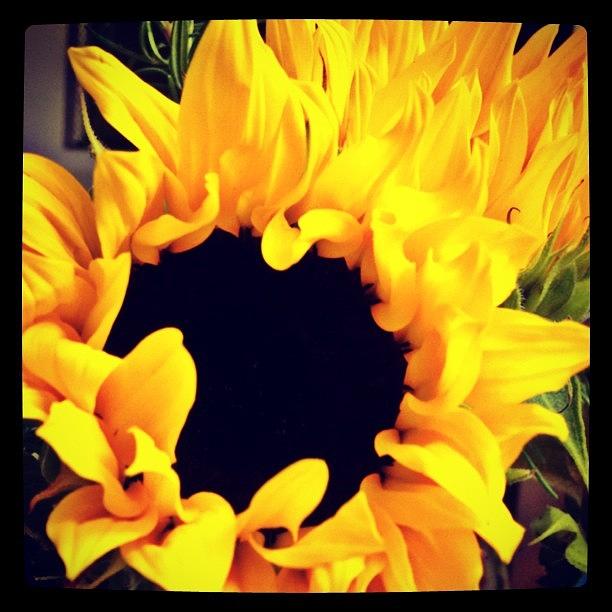 Flower Photograph - #sunflowers #flower #flowers #yellow by Greta Olivas