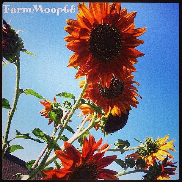 Phoenix Photograph - #sunflowers #flowers #backyard #farm # by Dave Moore