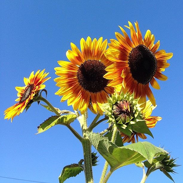 Flower Photograph - Sunflowers #flowers #nofilter by Phil Scroggs