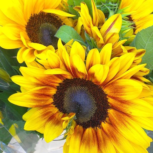 Flower Photograph - Sunflowers #flowers #sun #summer by Cy Rena