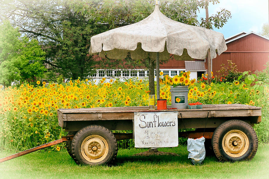 Sunflowers for Sale Photograph by Carolyn Derstine