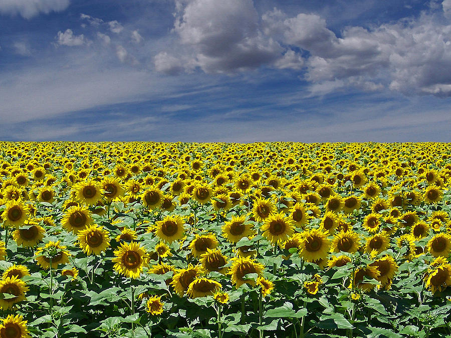 Sunflowers Forever Digital Art by Ernest Echols