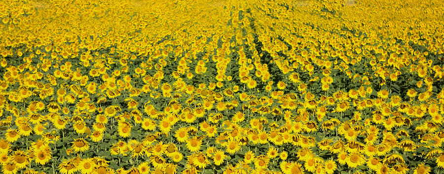 Sunflowers Photograph - Sunflowers Forever by Rebecca Cozart