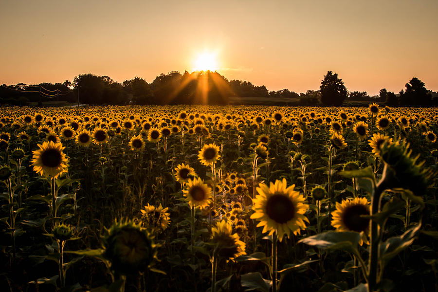 Sunflowers Forever Photograph by Sara Frank